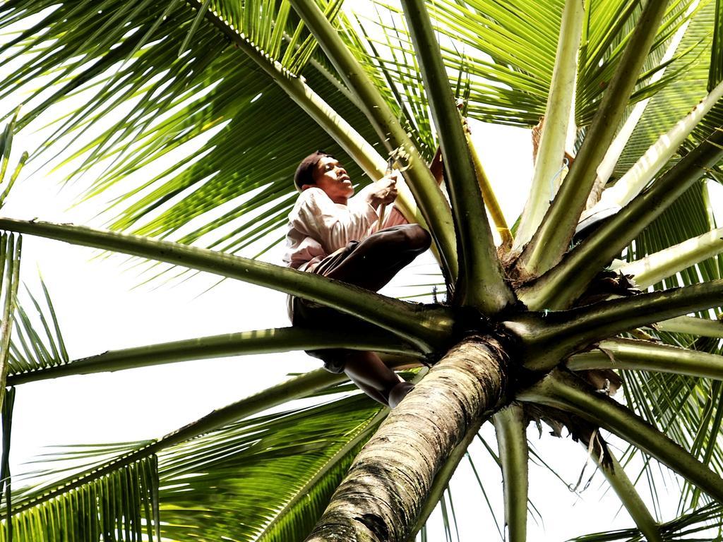 Margo Utomo Eco Resort Kalibaru Zewnętrze zdjęcie